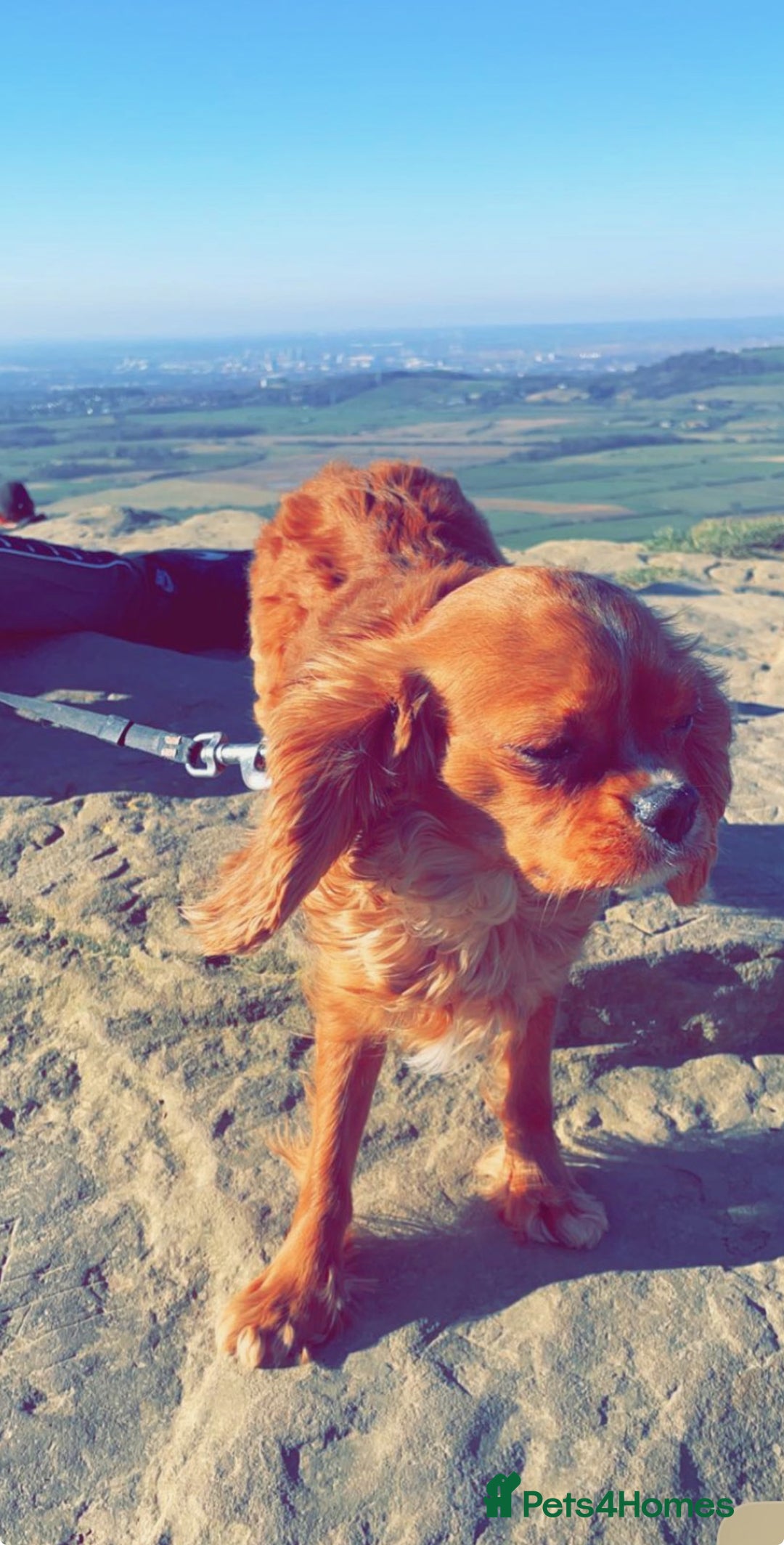 Cavalier King Charles Spaniel dogs for sale: 🐶KC Cavalier King Charles Puppies ready today! 🐶 - Image 9