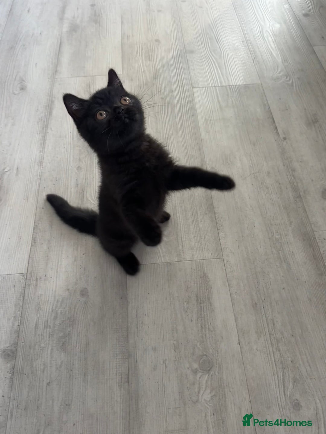 British Shorthair cats for sale: Gccf pedigree black little boy  - Image 14