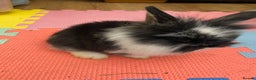 Lionhead rabbits for sale: I have there babies left for forever homes  - Advert 2