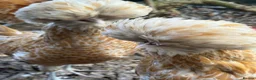 Chickens poultry for sale: Breeding set of POL chamois Polish & frizzle roo - Advert 7