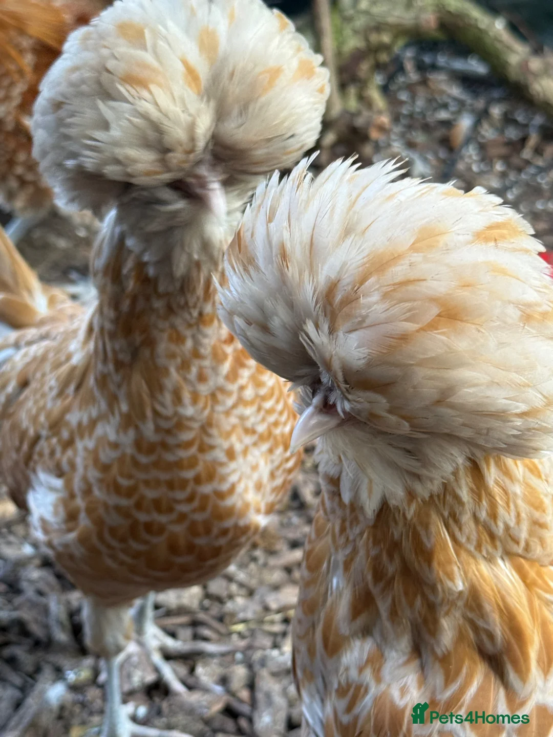 Chickens poultry for sale: Breeding set of POL chamois Polish & frizzle roo - Advert 7