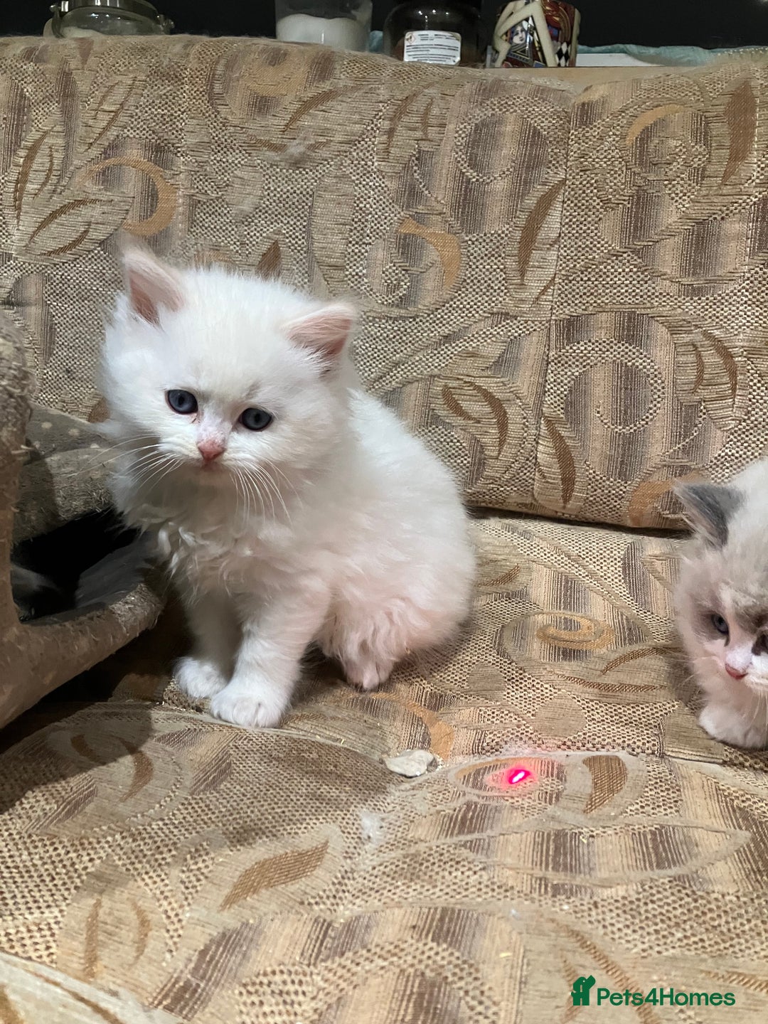 Ragdoll cats for sale: Stunning pure Ragdolls  - Advert 11