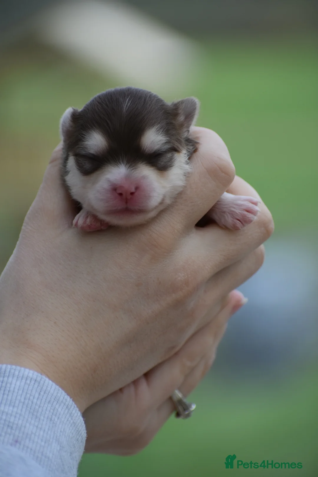 Pomsky dogs for sale: Stunning Pomsky puppies from health tested parents - Advert 2