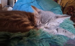 Mixed Breed cats for sale: Awesome Spotty Dotty Silver  Blue Bengal x Kittens - Image 36