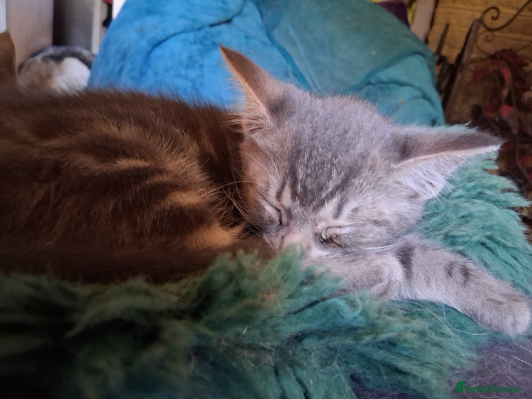 Mixed Breed cats for sale: Awesome Spotty Dotty Silver  Blue Bengal x Kittens - Image 36