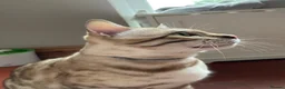 Bengal cats for sale: Beautiful Bengal family members - Advert 18