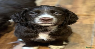 Cocker Spaniel dogs READY NOW!! working cocker spaniels - Advert 14