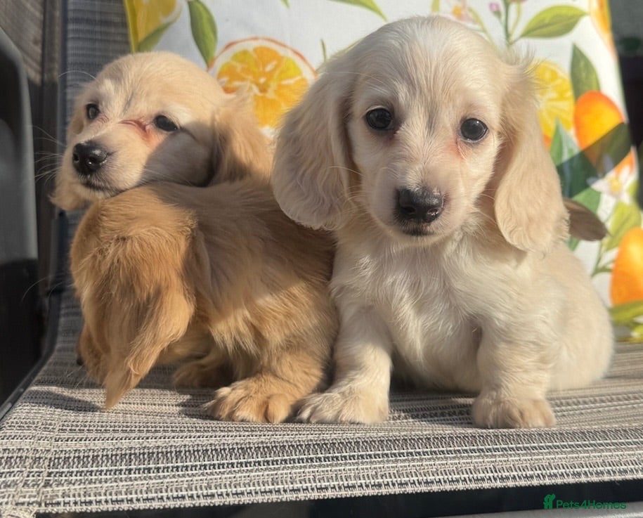 Miniature Dachshund dogs Kennel club miniature dachshund puppies for sale  - Advert 17
