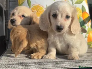 Miniature Dachshund dogs Kennel club miniature dachshund puppies for sale - Advert 17