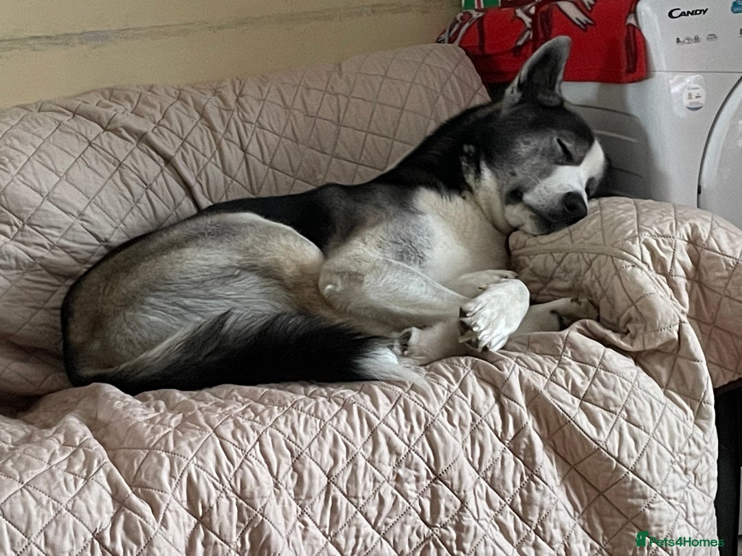 Siberian Husky dogs for sale: Demon - Image 7