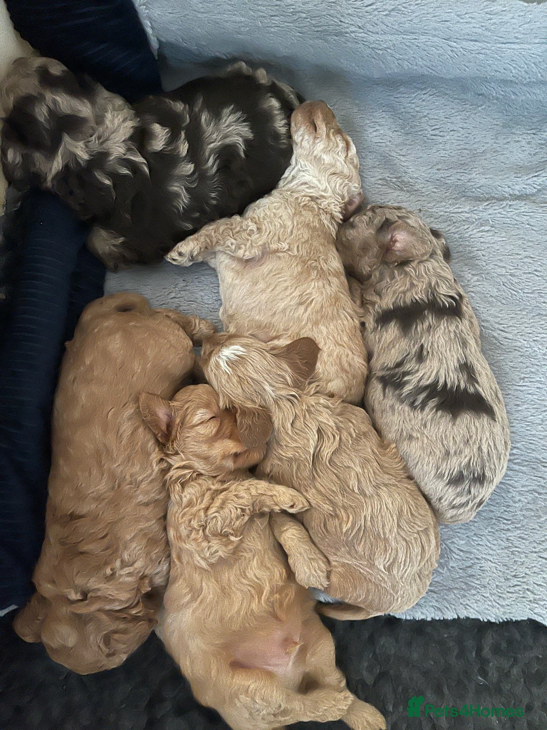 Cockapoo dogs for sale: f1b toy  stunning cockerpoos  - Image 28