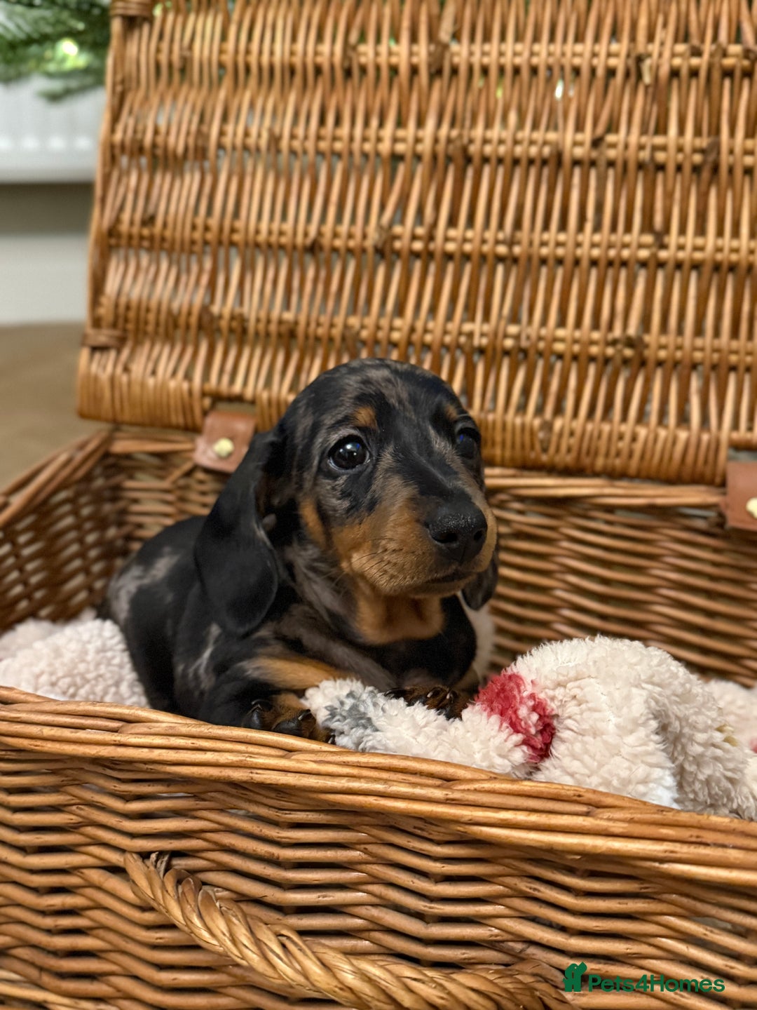 Miniature Dachshund dogs for sale: Kc reg smooth haired miniature dachshund - Advert 2
