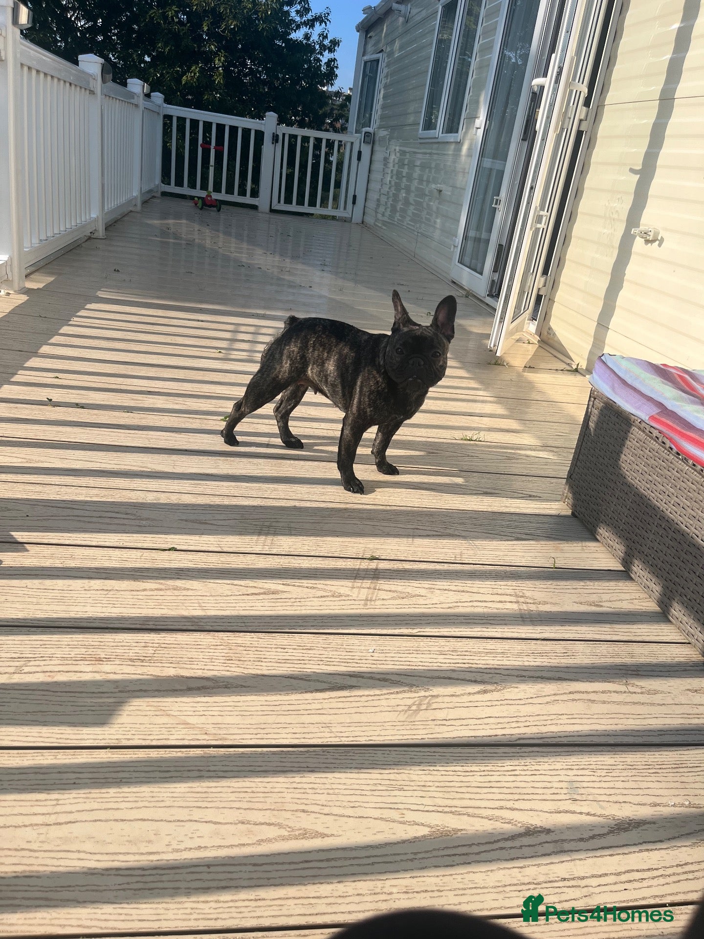 French Bulldog dogs for sale: Luna (please read description) - Advert 13