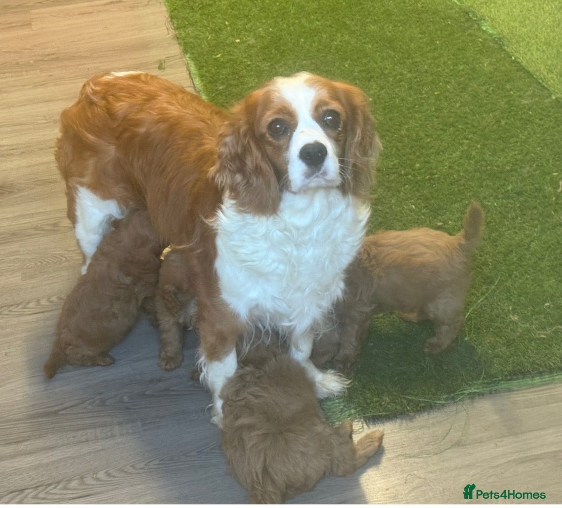 Cavapoo dogs for sale: Fox red Happy , healthy , playful puppies.  - Advert 1