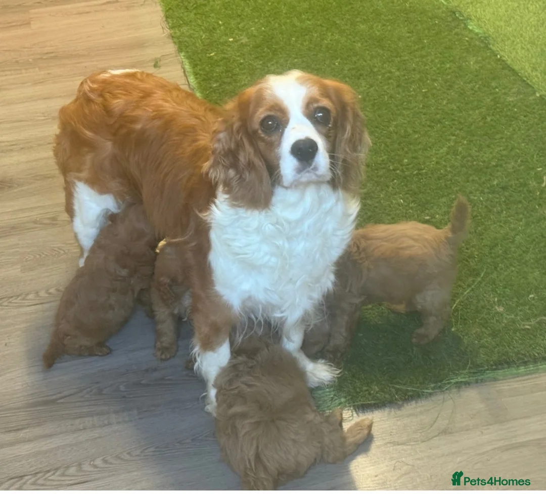 Cavapoo dogs for sale: Fox red Happy , healthy , playful puppies.  - Advert 1
