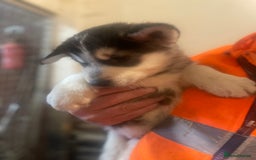 Siberian Husky dogs for sale: READY NOW German Shepherd cross Husky Puppies  in Kinross - Image 8