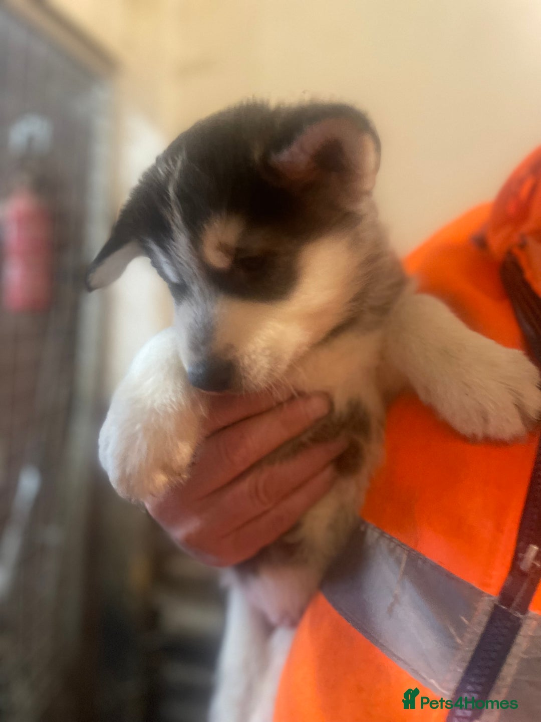 Siberian Husky dogs for sale: READY NOW German Shepherd cross Husky Puppies  in Kinross - Image 8