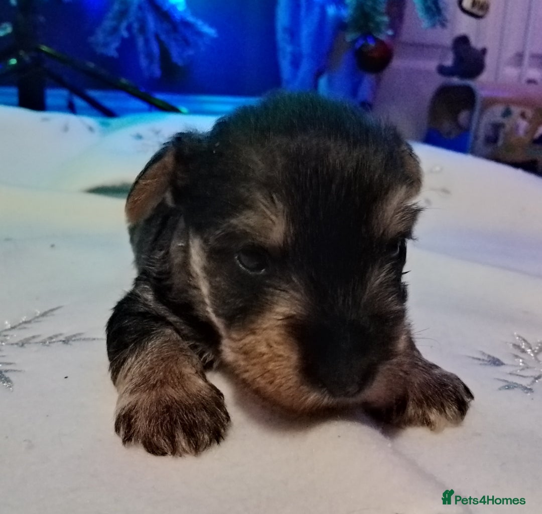 Mixed Breed dogs for sale: Schnauzer cross - Advert 6