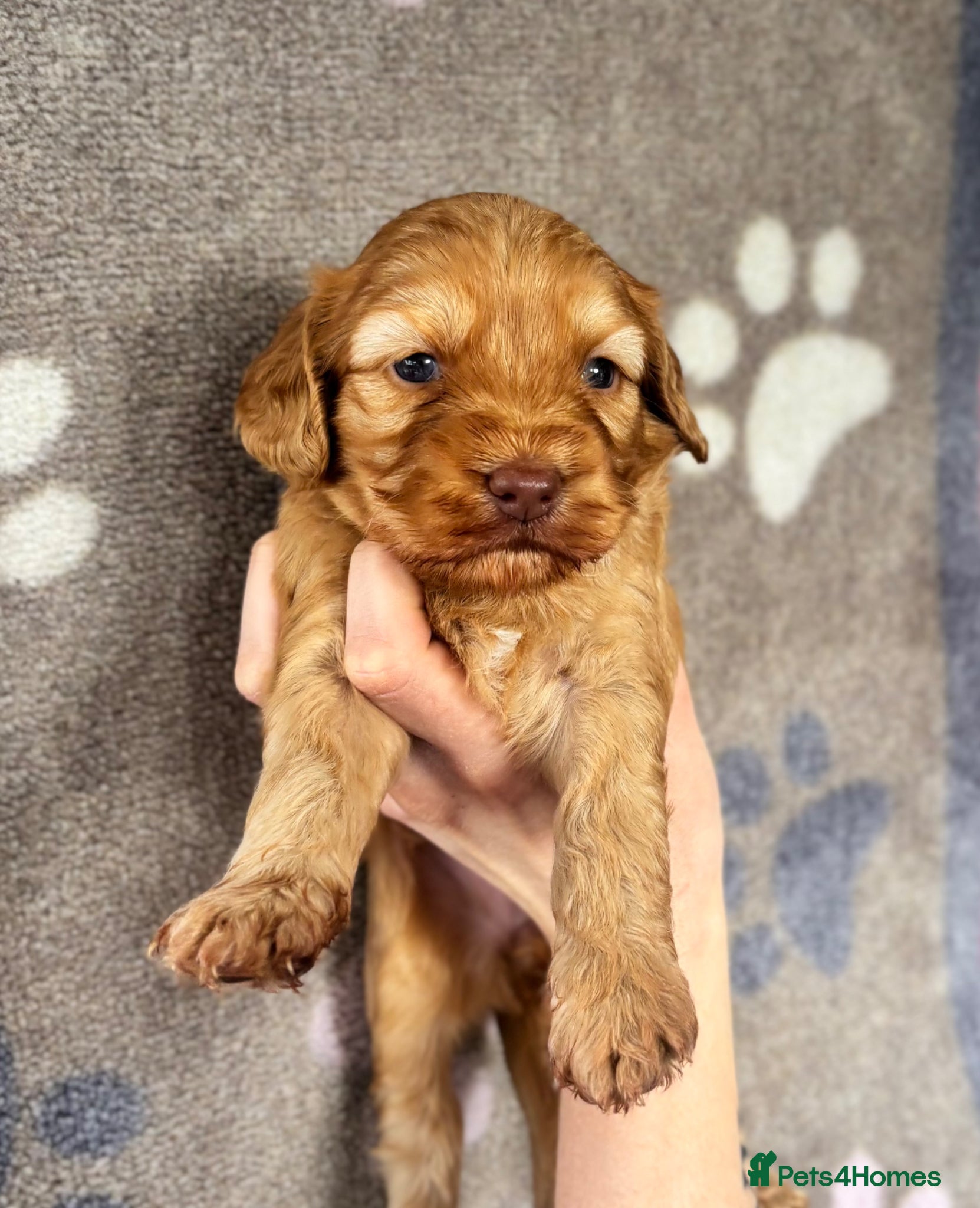 Cockapoo dogs ✨Stunning F1 Cockapoo Puppies✨ Doncaster 📍 - Advert 2