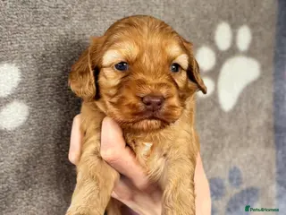 Cockapoo dogs ✨Stunning F1 Cockapoo Puppies✨ Doncaster 📍 - Advert 4