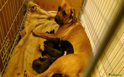 Mixed Breed dogs for sale: ​Stunning Spaniel x Retriever x Staffy Pups - Image 2