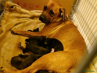 Mixed Breed dogs - Advert 29