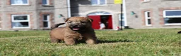 Soft Coated Wheaten Terrier dogs for sale: Beautiful Irish Soft Coated Wheaten Terrier Pups - Advert 5