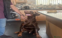 Dobermann dogs for stud: Zeus (for stud)  - Image 6