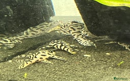 Plecos fish for sale: L236sw Pleco. 1” & 2”-3”  - Image 12