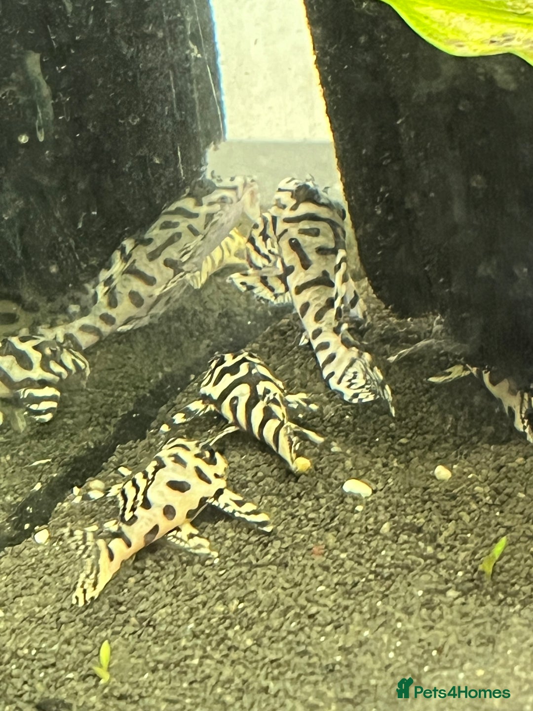 Plecos fish for sale: L236sw Pleco. 1” & 2”-3”  - Image 12