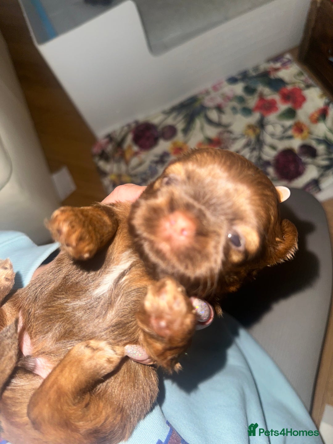 Shih Tzu dogs for sale: Stunning Karashishi Shih tzus - Image 4