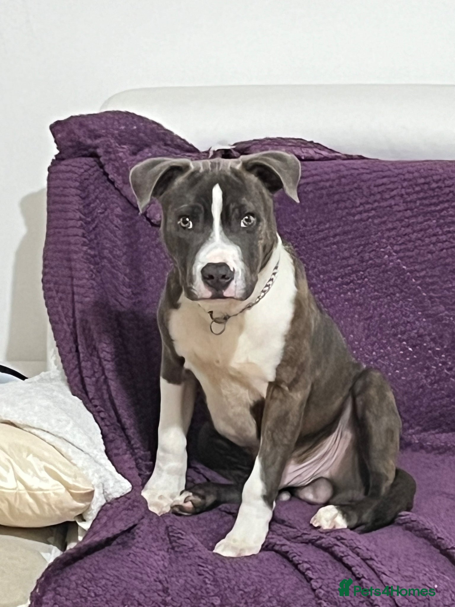 Staffordshire Bull Terrier dogs 2 years old available to Stud  - Advert 17