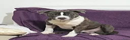 Staffordshire Bull Terrier dogs for stud: 2 years old available to Stud  in Swansea - Advert 1