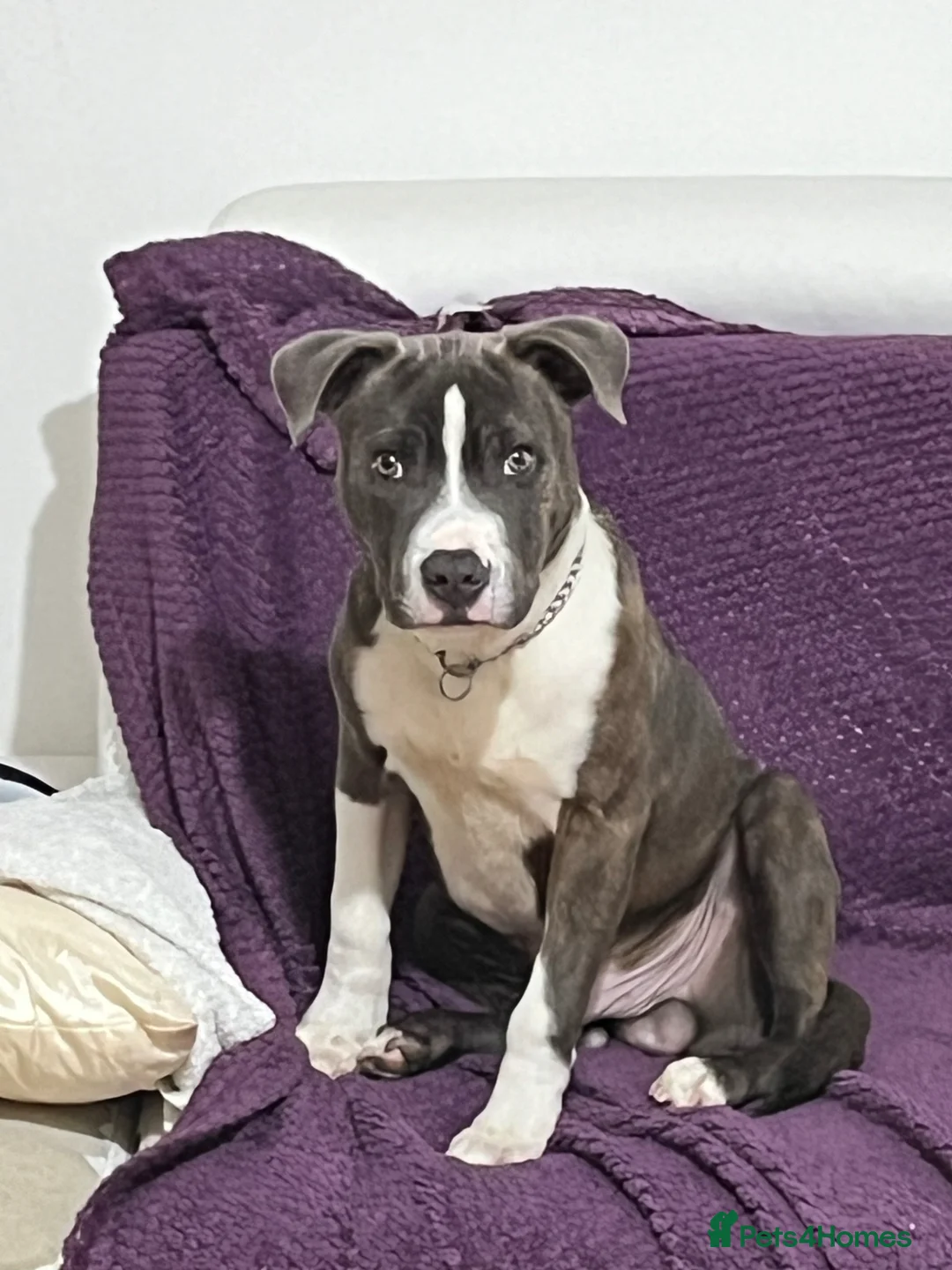 Staffordshire Bull Terrier dogs for stud: 2 years old available to Stud  in Swansea - Advert 1