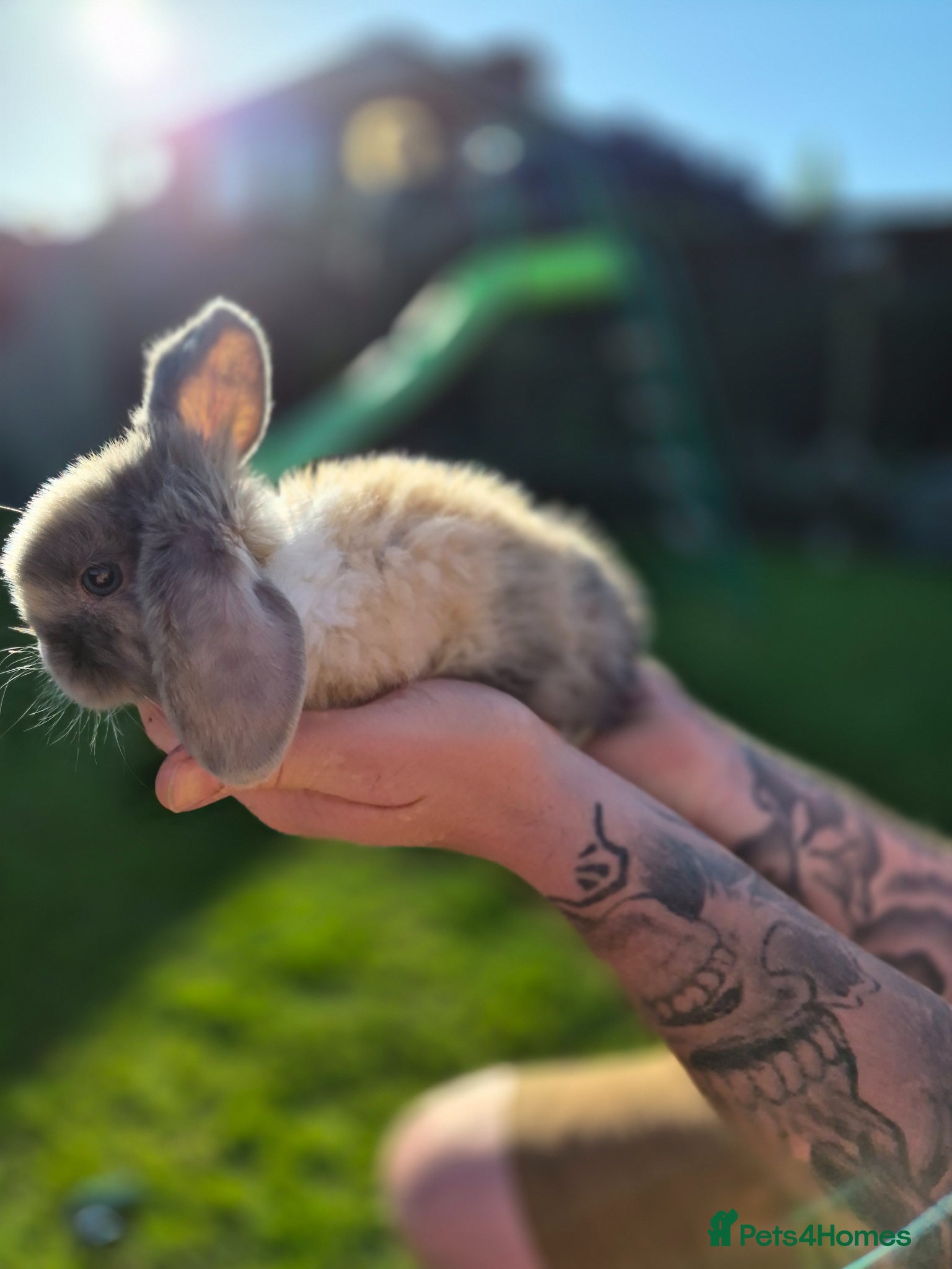 Mini Lop rabbits  baby mini lops READY NOW - Advert 2