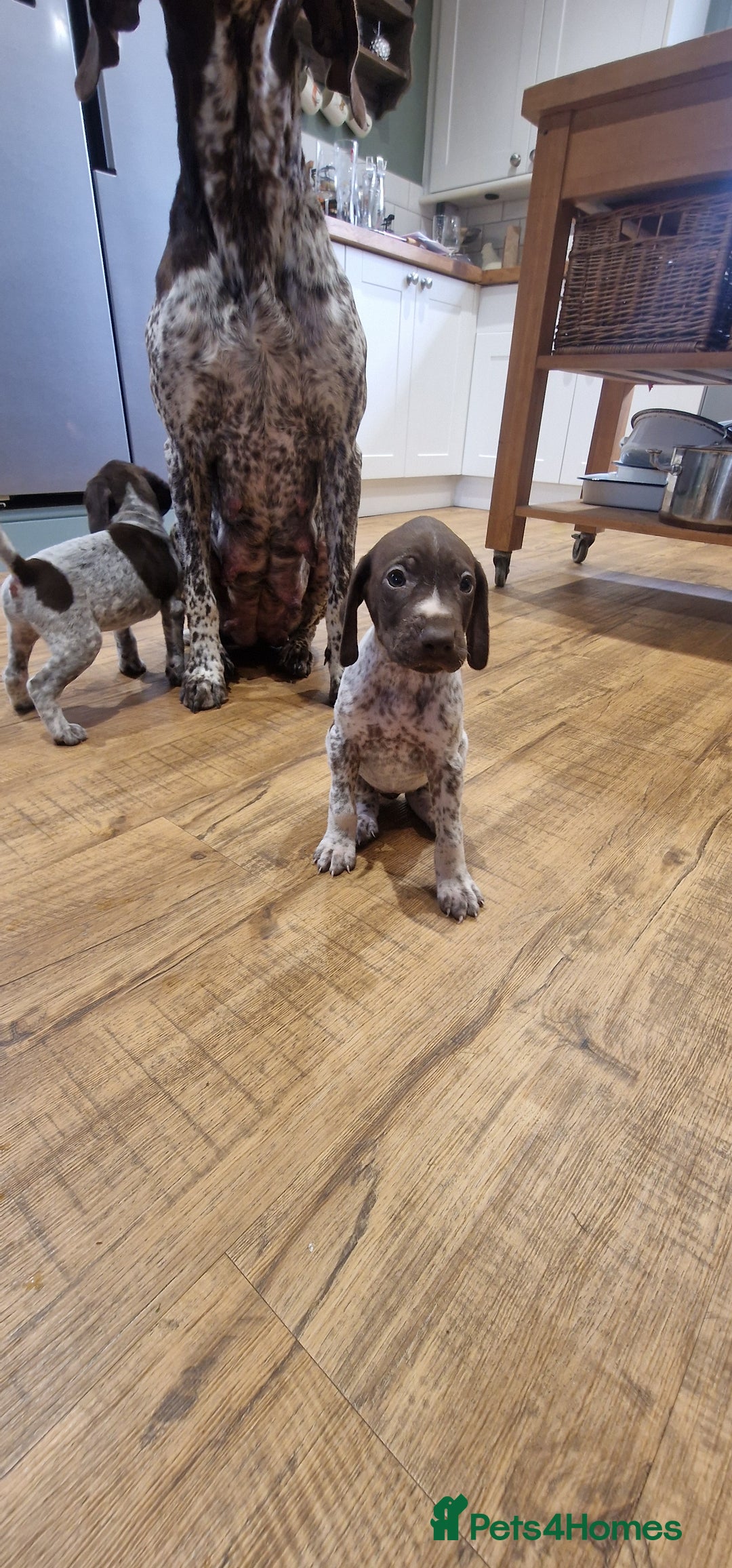 German Shorthaired Pointer dogs for sale: German shorthaired pointer puppies  - Image 11