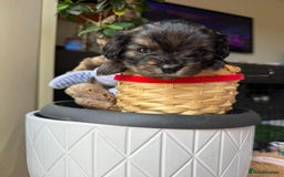 Cavapoochon dogs for sale: Gorgeous Black and Brown Cavapoo Puppies - Image 5