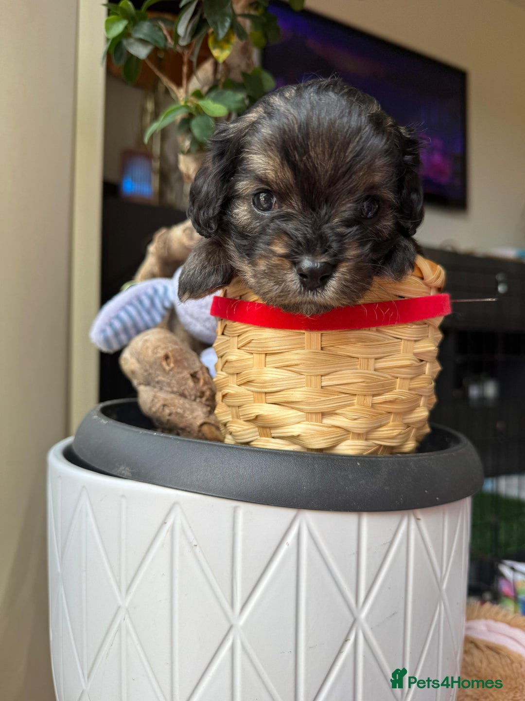 Cavapoochon dogs for sale: Gorgeous Black and Brown Cavapoo Puppies - Image 5