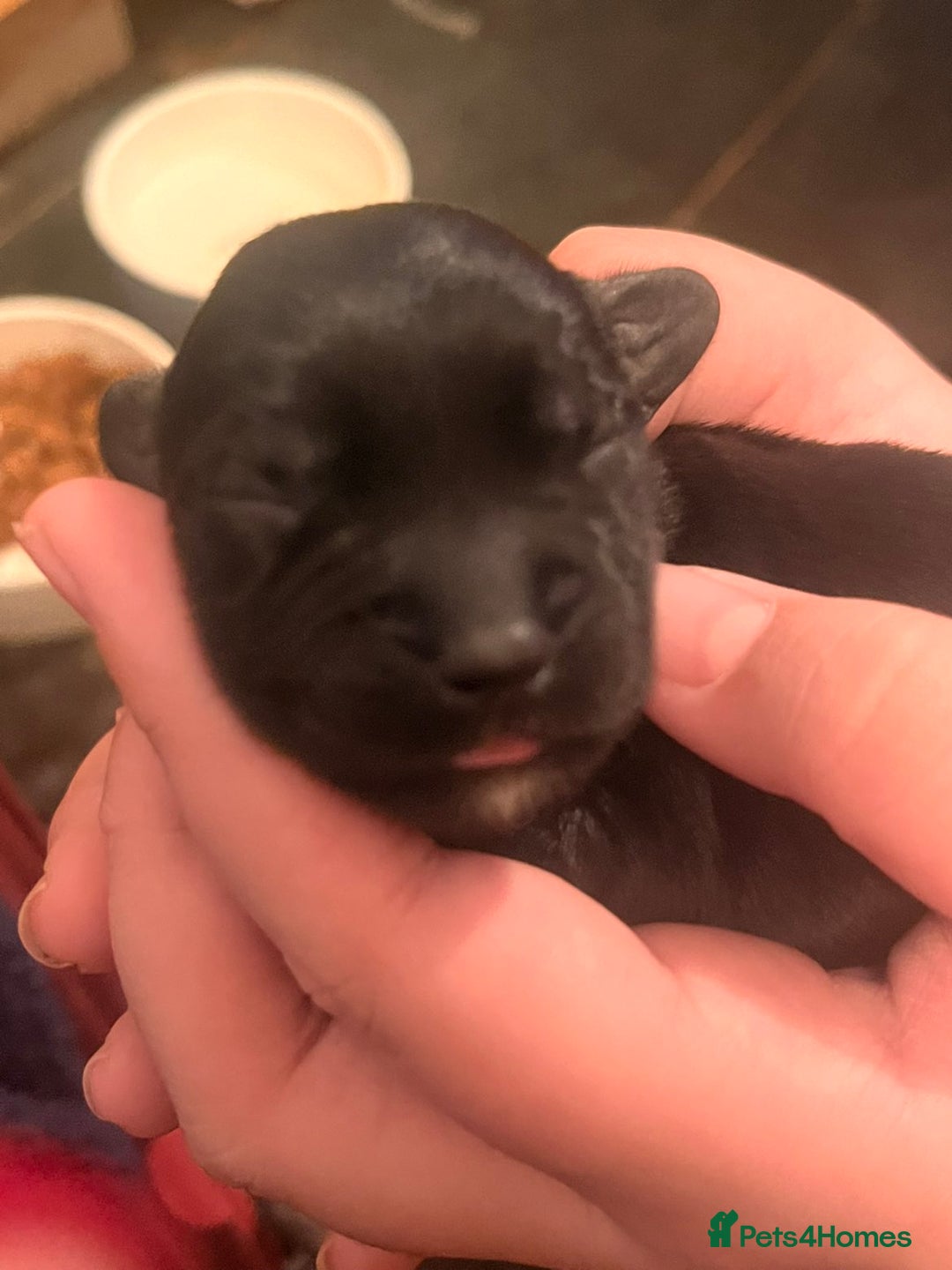 Mixed Breed dogs for sale: 5 staff x cockapoo pups  - Advert 30