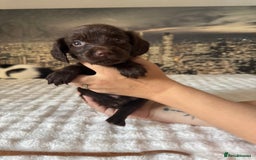 Springador dogs for sale: Chocolate Springador Puppies – Ready Soon! 🐾 - Image 14