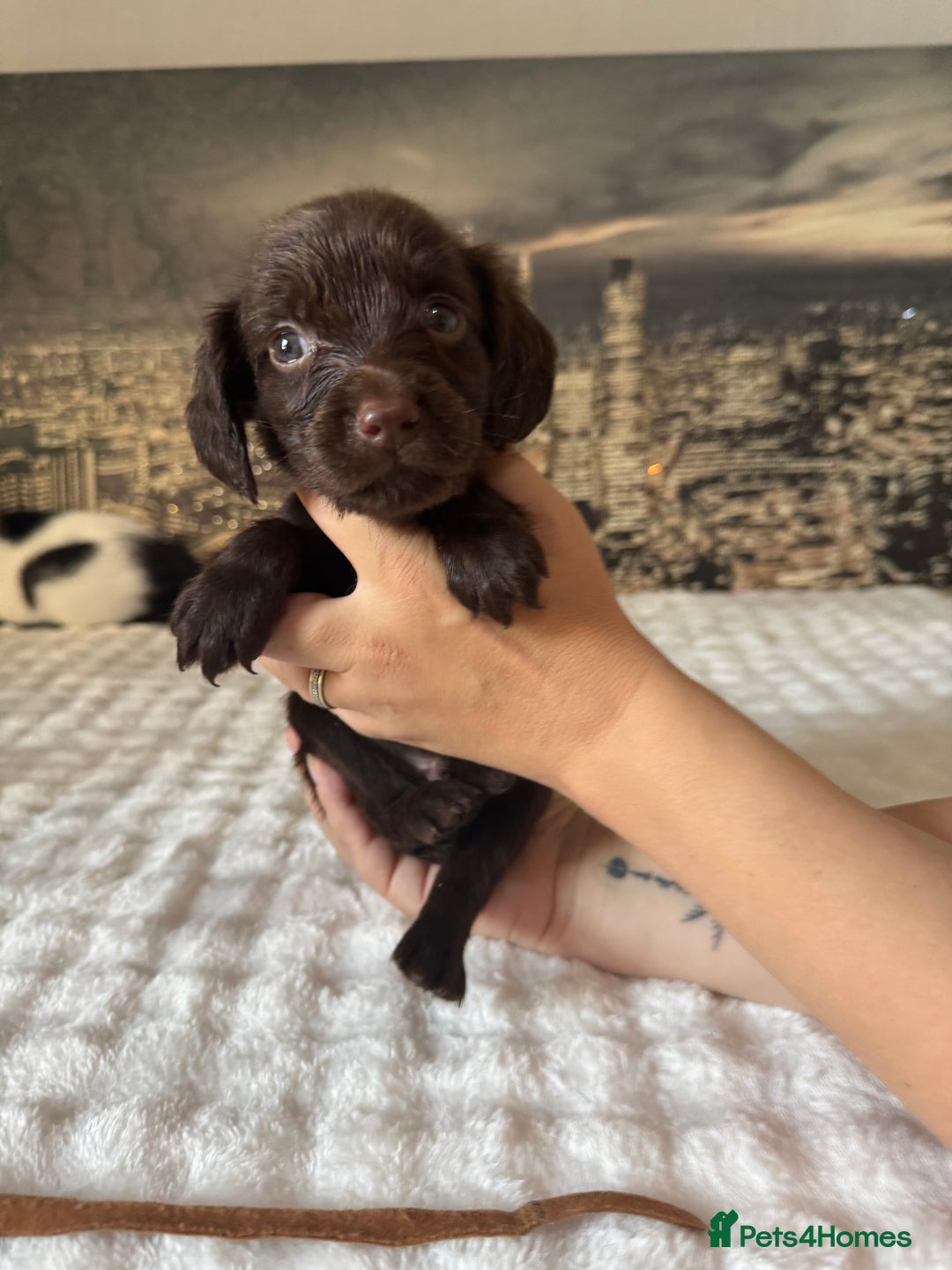Springador dogs for sale: Chocolate Springador Puppies – Ready Soon! 🐾 - Image 14