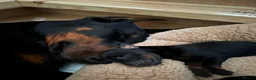 Dobermann dogs for sale: Champion Bloodline Doberman Puppies in Manchester - Advert 38