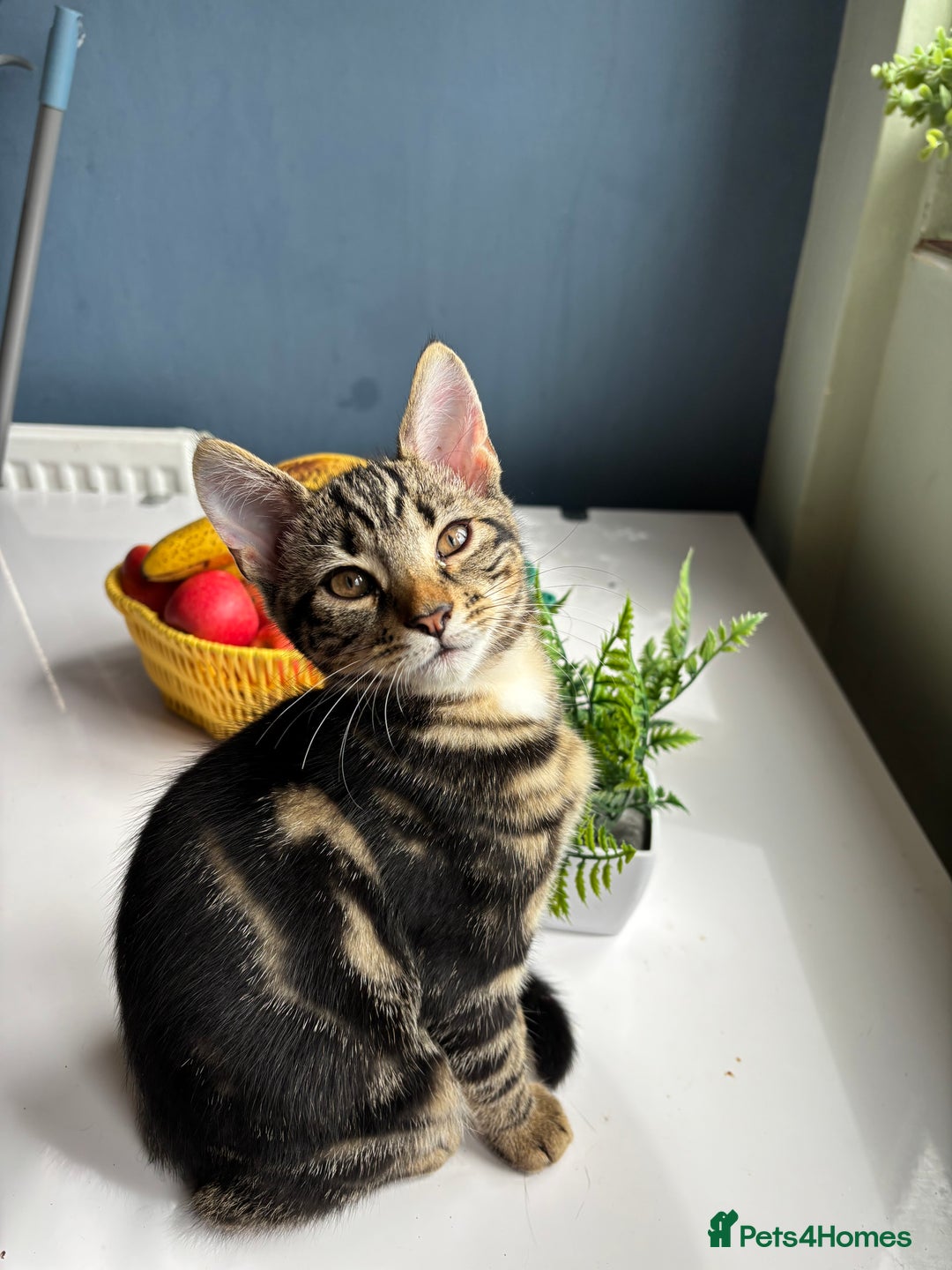 Mixed Breed cats for sale: 2 beautiful female kittens - Image 9
