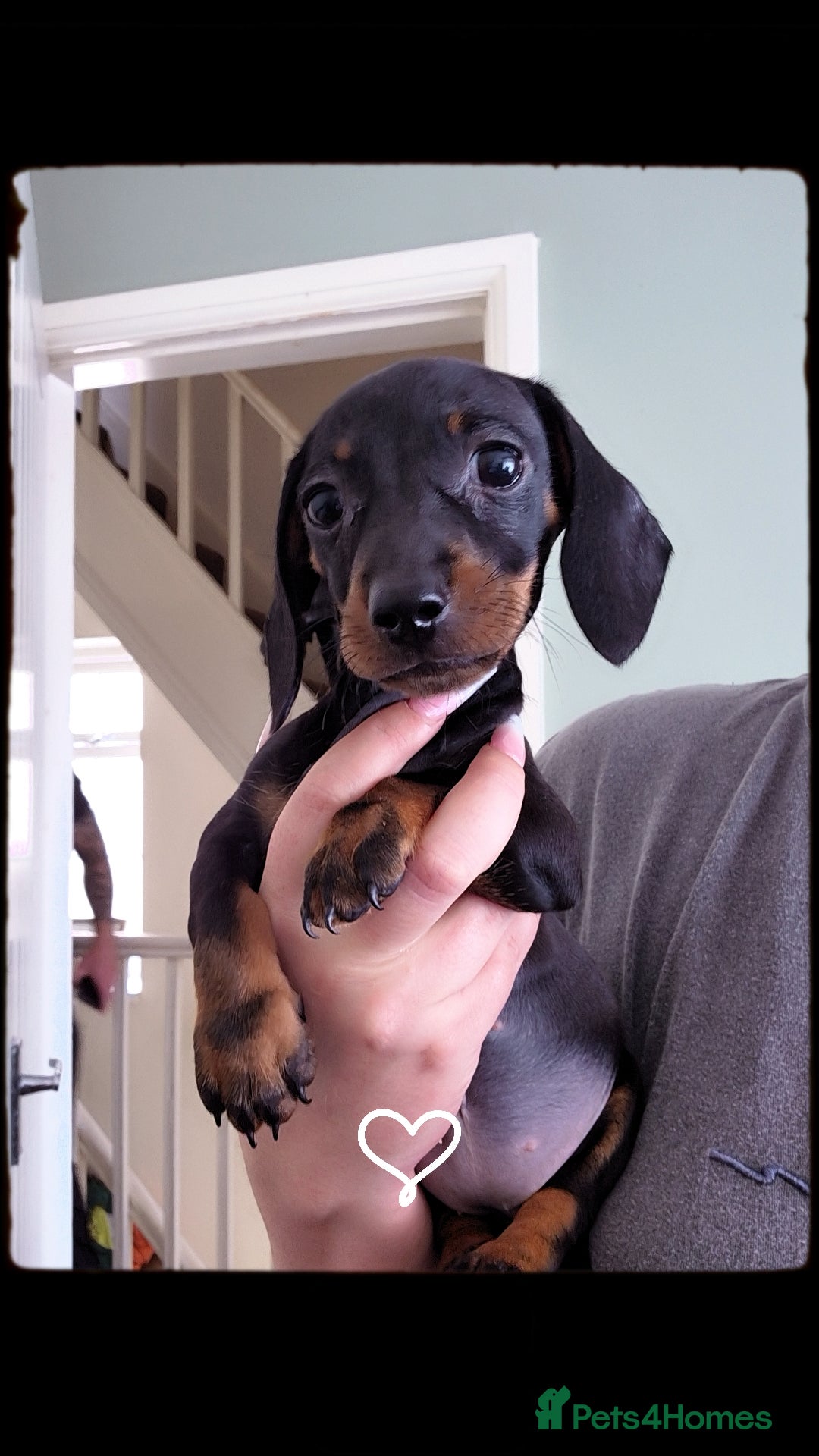 Miniature Dachshund dogs for sale: Miniature Dashund  - Image 1