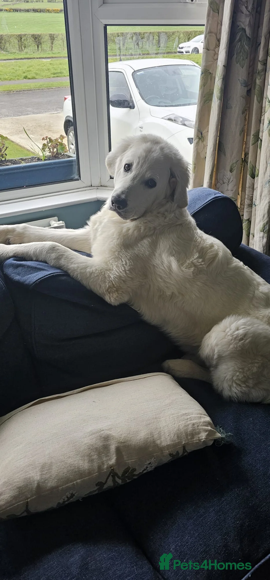 Polish Lowland Sheepdog dogs for sale: Tatra Polish Mountain dog (6 months old) in Carrickfergus - Advert 2