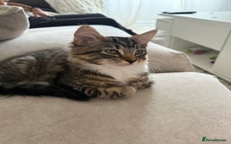 Mixed Breed cats for sale: 1 BEAUTIFUL KITTEN LEFT - 1 BOY! - Image 31