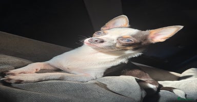 Chihuahua dogs - Advert 12