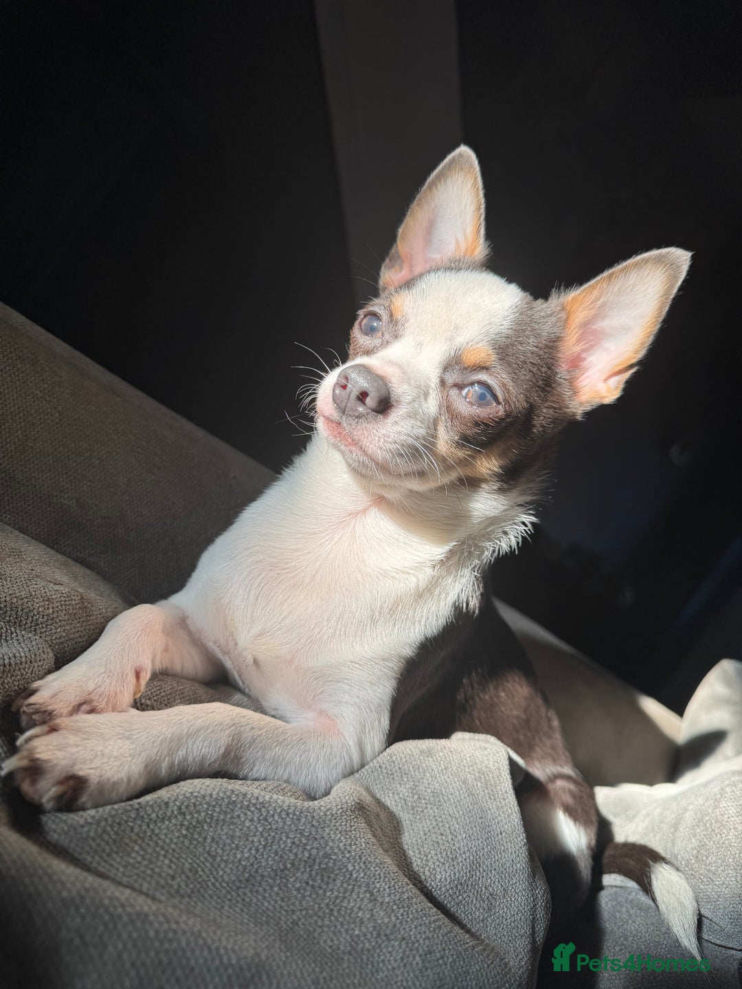 Chihuahua dogs for sale: Chihuahua puppies - Image 2