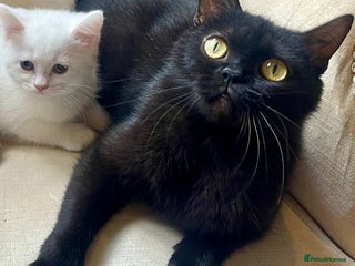 British Shorthair cats Adorable British Babies - Advert 1