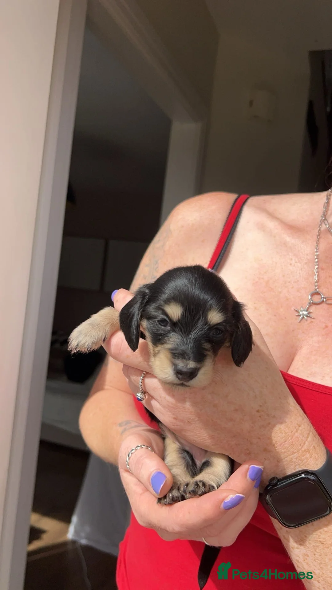 Miniature Dachshund dogs for sale: Shaded cream mini long haired dachshund for sale  - Advert 2